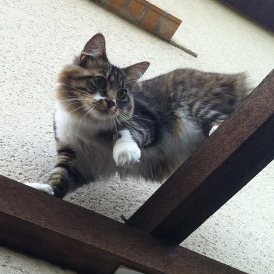 Image pour l'annonce Je donne un chat gentille et câline
