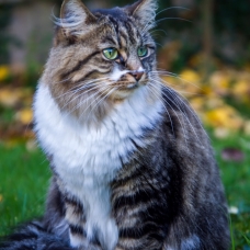 Image pour l'annonce Je donne un chat gentille et câline