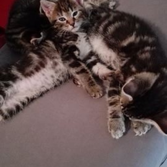 Image pour l'annonce Donne trois petits chatons