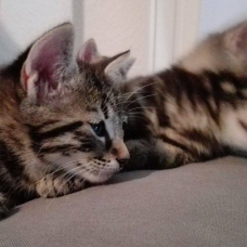 Image pour l'annonce Donne trois petits chatons
