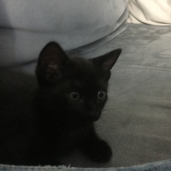 Image pour l'annonce Chaton femelle eupeen