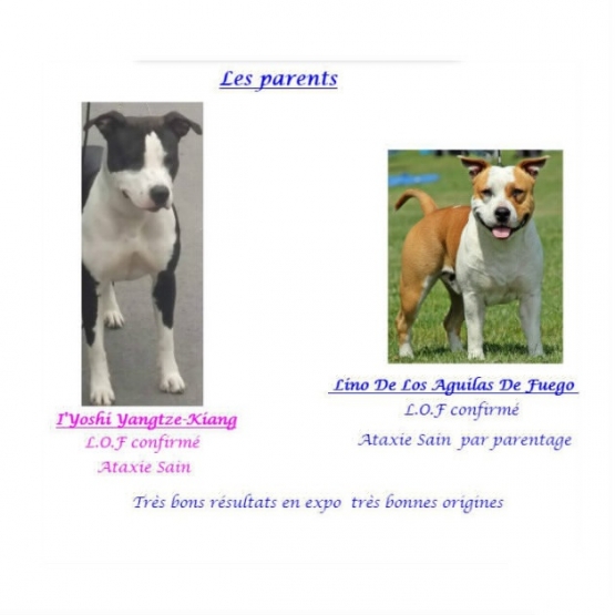 Image pour l'annonce A réserver  8 A réserver  Americain Staffordshire Terrier