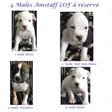 Image pour l'annonce A réserver  8 A réserver  Americain Staffordshire Terrier