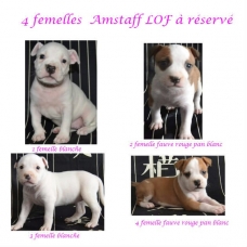 Image pour l'annonce A réserver  8 A réserver  Americain Staffordshire Terrier