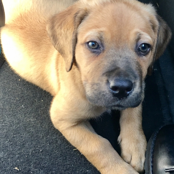 Image pour l'annonce Chiot type dogue malinois