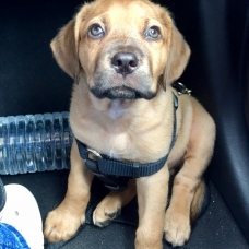 Image pour l'annonce Chiot type dogue malinois