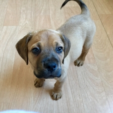 Image pour l'annonce Chiot type dogue malinois