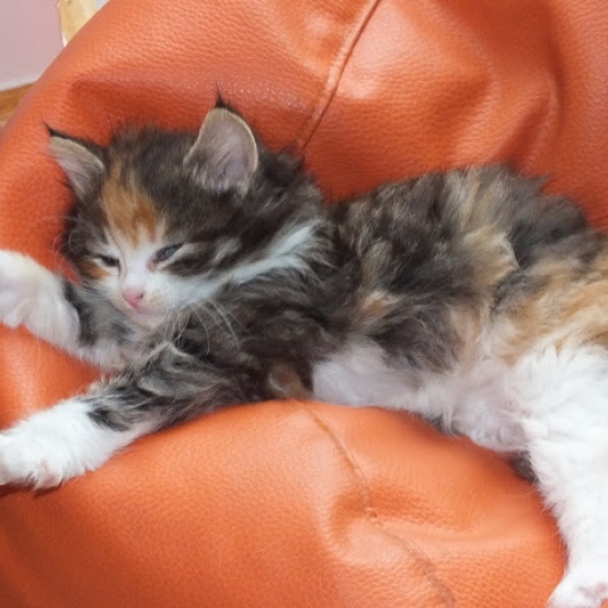 Image pour l'annonce chatons sevrés à donner
