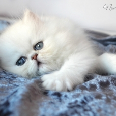 Image pour l'annonce superbe bébé persan chinchilla loof