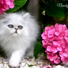 Image pour l'annonce superbe bébé persan chinchilla loof
