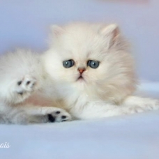 Image pour l'annonce superbe bébé persan chinchilla loof