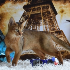 Image pour l'annonce chaton abyssin loof