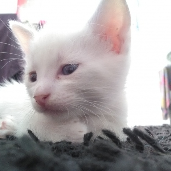Image pour l'annonce Je donne contre très bon soin chatons mâles et femelles