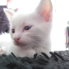 Image pour l'annonce Je donne contre très bon soin chatons mâles et femelles