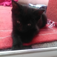 Image pour l'annonce Je donne contre très bon soin chatons mâles et femelles