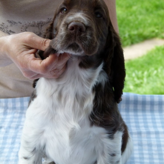 Image pour l'annonce Chiots English Springer Spaniel