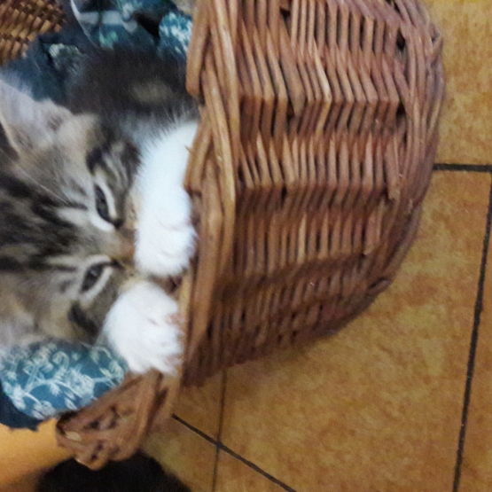 Image pour l'annonce Donne chaton