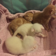 Image pour l'annonce Donne chatons
