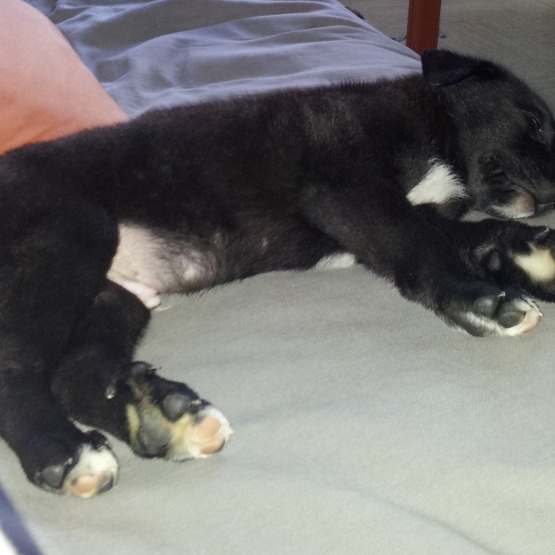 Image pour l'annonce Donne un chiot Labrador
