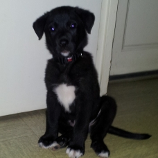Image pour l'annonce Donne un chiot Labrador