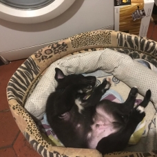 Image pour l'annonce Donne un chiot Labrador