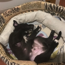 Image pour l'annonce Donne un chiot Labrador