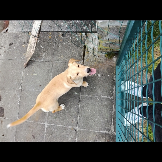 Image pour l'annonce Vend labradors croisé teckel