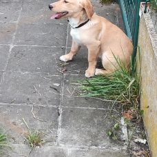 Image pour l'annonce Vend labradors croisé teckel