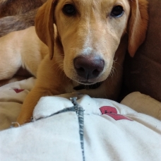 Image pour l'annonce Vend labradors croisé teckel
