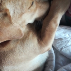 Image pour l'annonce Vend labradors croisé teckel