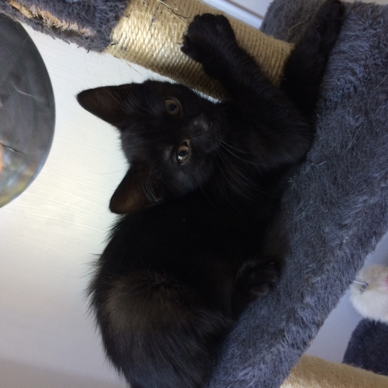 Image pour l'annonce Donne chaton