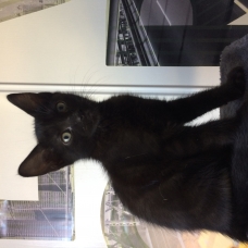 Image pour l'annonce Donne chaton