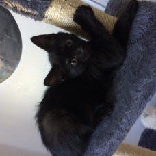 Image pour l'annonce Donne chaton