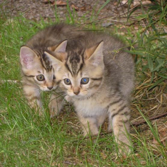 Image pour l'annonce donne chatons