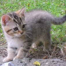 Image pour l'annonce donne chatons