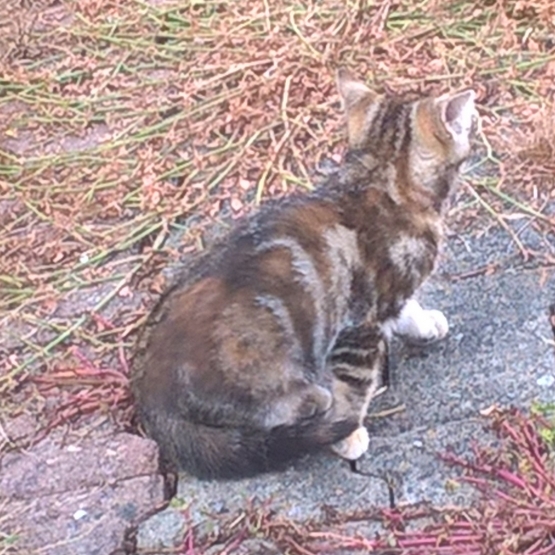 Image pour l'annonce Donne chatons
