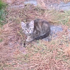Image pour l'annonce Donne chatons