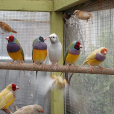 Image pour l'annonce vend canaris de couleur