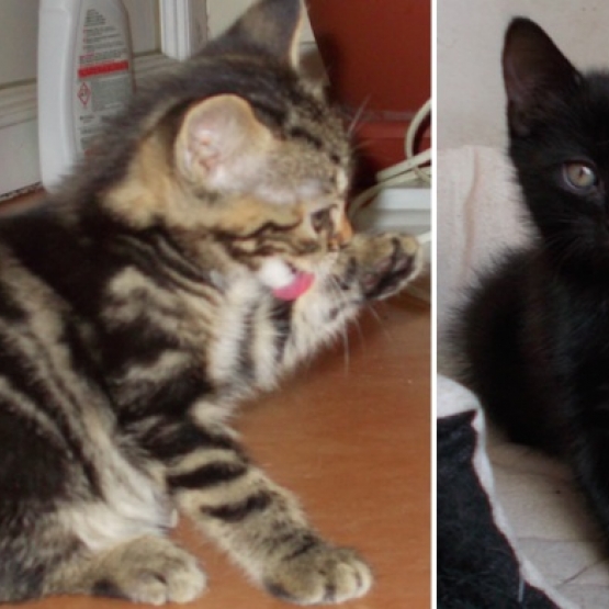Image pour l'annonce donne chatons