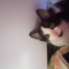 Image pour l'annonce Don 2 chaton male retrouvé abandonné