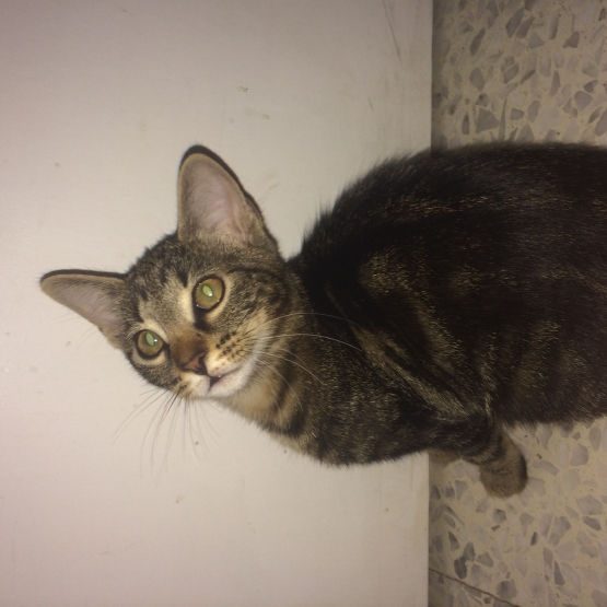 Image pour l'annonce Donne chaton