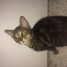 Image pour l'annonce Donne chaton