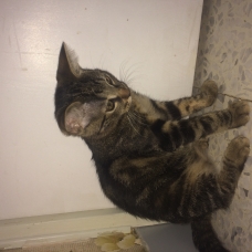Image pour l'annonce Donne chaton