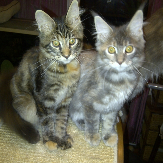 Image pour l'annonce Vends chatons femelles LOOF Maine Coons