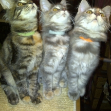 Image pour l'annonce Vends chatons femelles LOOF Maine Coons