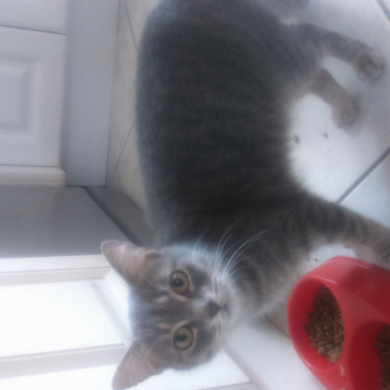 Image pour l'annonce Donne chat femelle