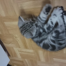 Image pour l'annonce Chatons tigrés à adopter