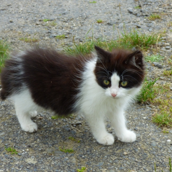 Image pour l'annonce Donne chaton