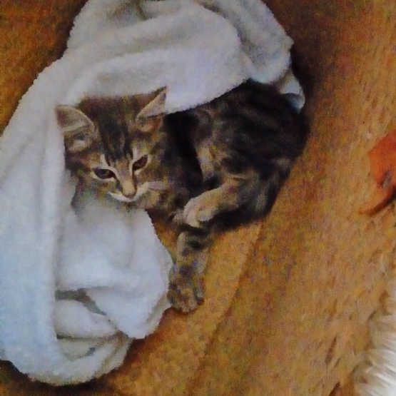 Image pour l'annonce Donne chaton angora