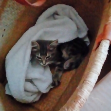 Image pour l'annonce Donne chaton angora